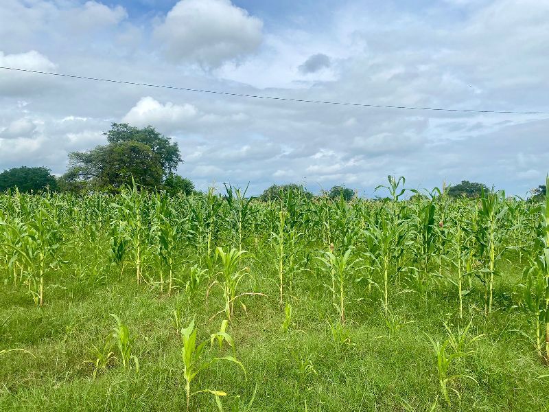 Prefeitura de Patos conclui corte de terra para que agricultores sejam beneficiados e destinem produtos para a agricultura familiar