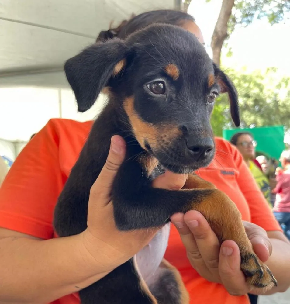Evento de Proteção Animal em Patos mobiliza comunidade em ações concretas