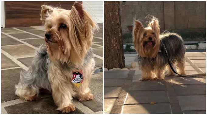 Família procura cãozinho de estimação que está desaparecido no Santo Antônio, em Patos. Telefone: (83) 99645-1550