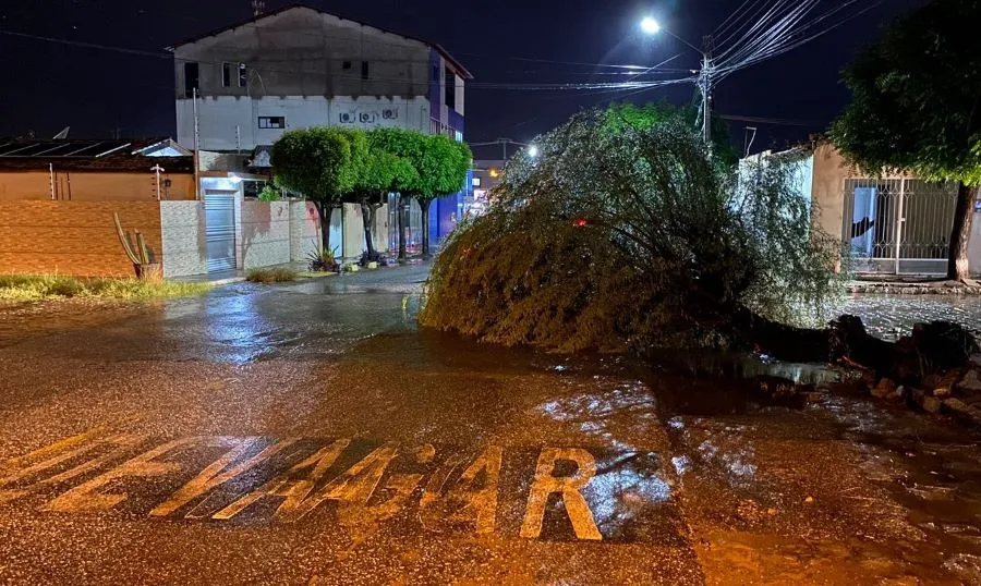 Árvore algaroba cai durante chuva e deixa parte de via interditada na cidade de Patos 