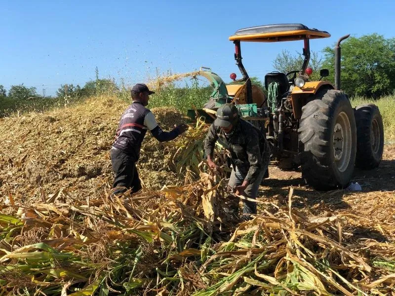 Agricultores do município realizam produção de silagem com apoio da Prefeitura de Patos