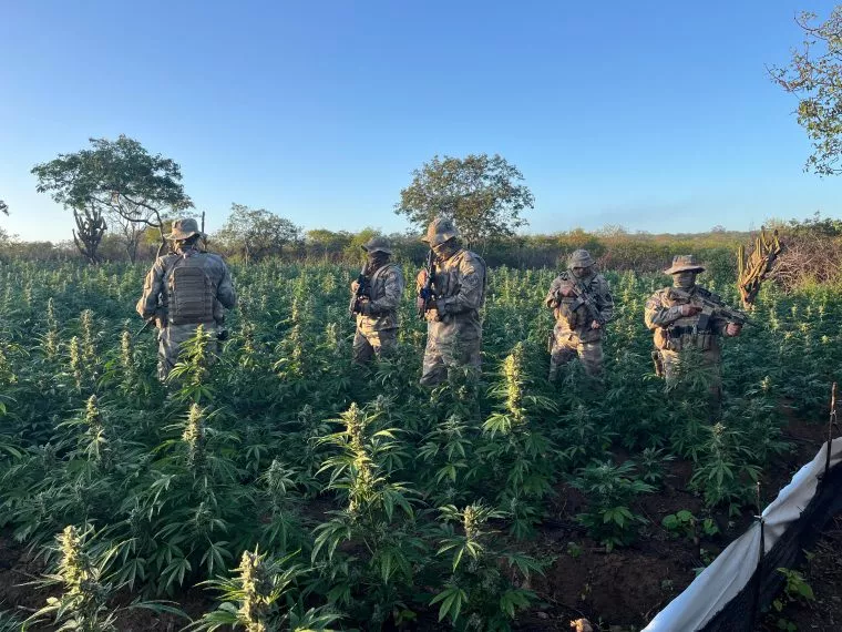 COMBATE AO NARCOTRÁFICO: Operação desarticula novo grande plantio de maconha na ParaíbaDe acordo com o Comando de Operações Especiais Policiais (COpEsP), da Polícia Militar, um homem foi preso e quatro armas de fogo, que eram usadas para vigilância do local foram apreendidas.