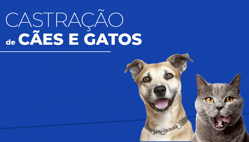 ‘Castramóvel’ retoma atividades nesta quarta (16); saiba como agendar esterilização do seu pet. Em JP