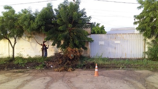 Prefeitura de Patos faz podas de levantamento de copa para garantir visibilidade e segurança, no Bairro dos Estados