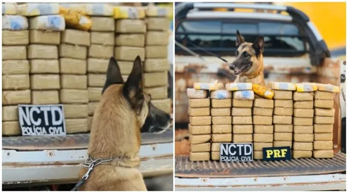 Homem natural de São Bento é preso com mais 64 kg de drogas escondidas em carroceria de caminhonete no Ceará