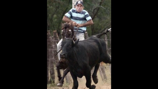 Cavalo fica triste e morre após morte trágica do seu dono na zona rural de São José de Espinharas