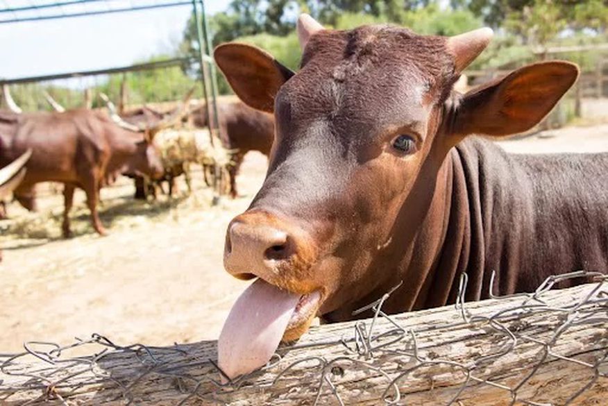 Ministério da Agricultura investiga suspeita de doença da ‘vaca louca’ no Brasil
