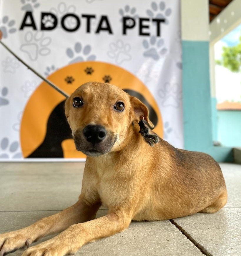 Prefeitura de Patos lança programa de adoção responsável de animais - OUÇA