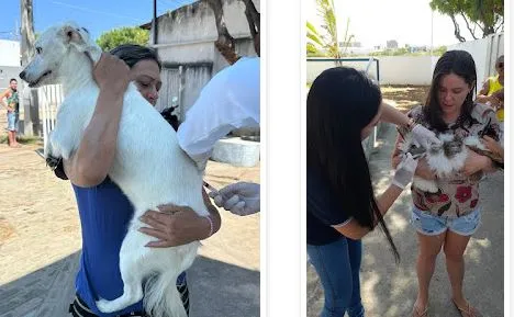 Patos inicia campanha antirrábica com sucesso: mais de 2 mil animais já foram vacinados