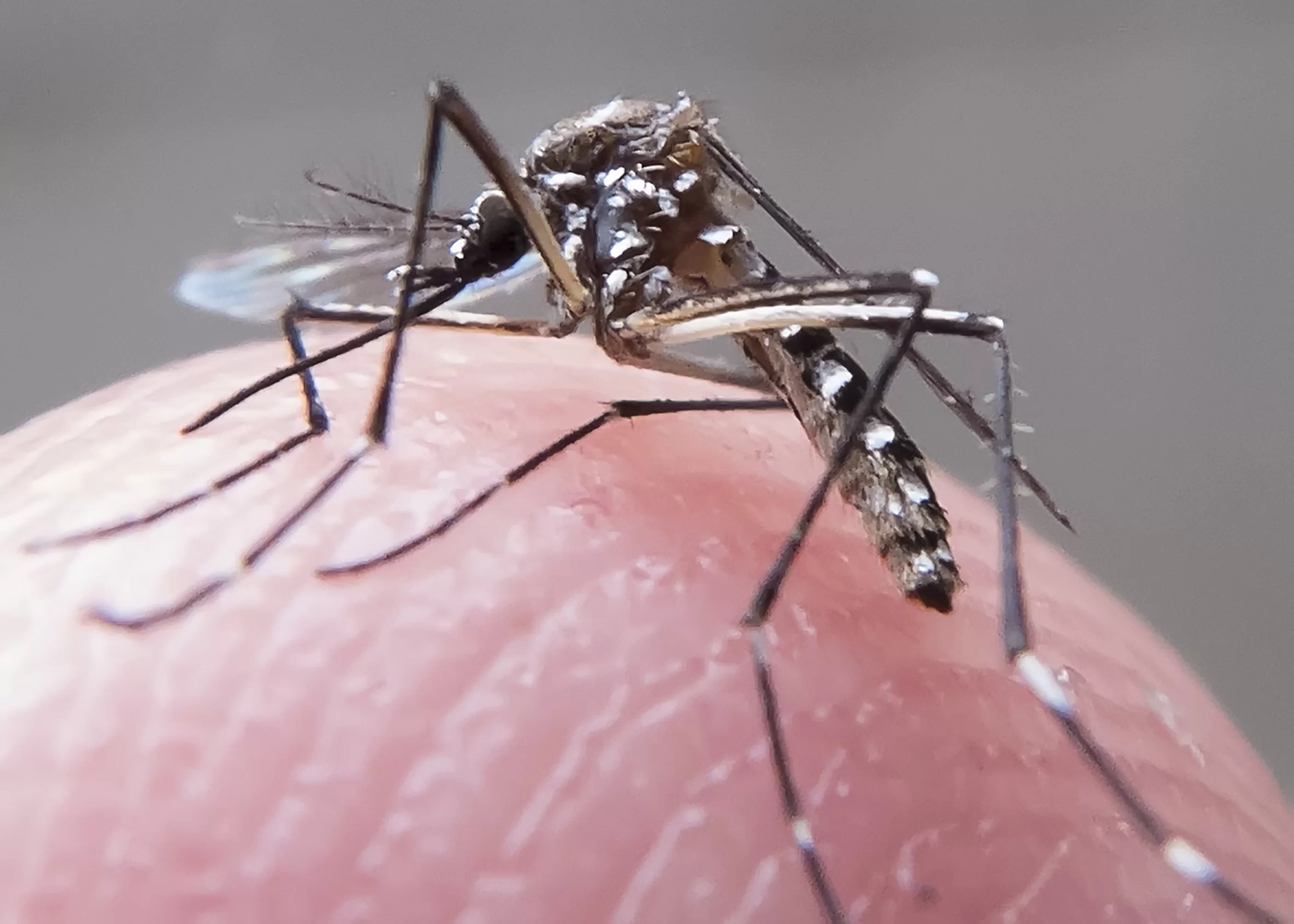 Paraíba registra 911 casos prováveis de dengue entre janeiro e fevereiro, aponta SES