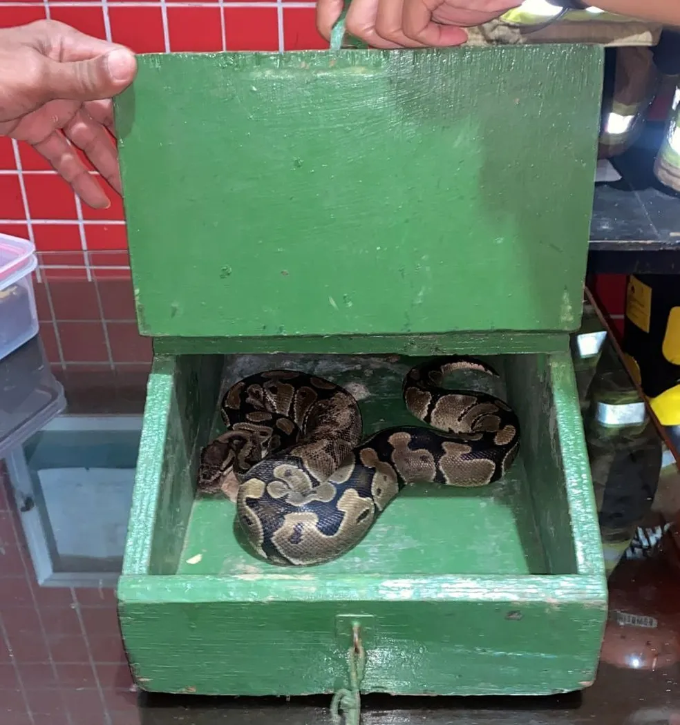 Cobra solta por engano no Parque Nacional da Tijuca é encontrada por um cachorro e resgatada