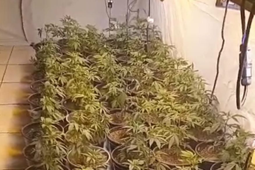 Polícia desarticula plantação clandestina de maconha e prende dois homens, no Agreste