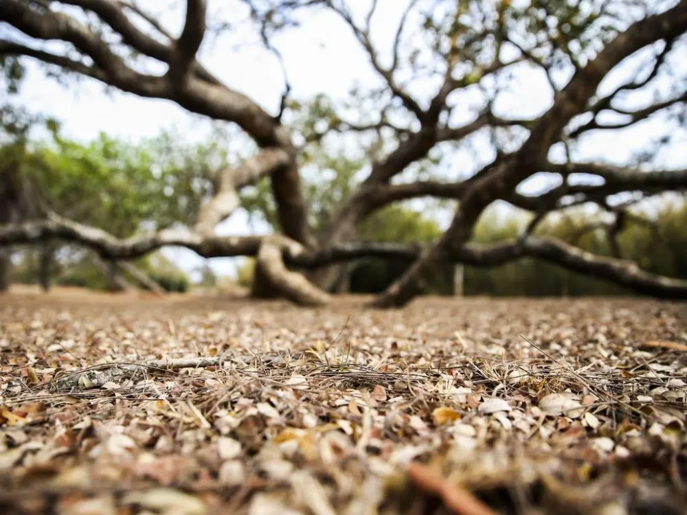 Paraíba têm quase 100 cidades em situação de emergência por causa da seca