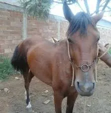 Idoso é preso após ser filmado praticando zoofilia em Cabedelo