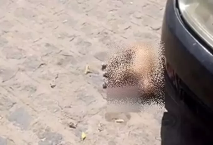 Homem é preso no Sertão suspeito de matar cachorro e coelho a pancadas, expulsar esposa e quebrar móveis