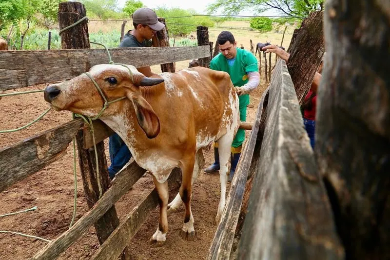 Patos realiza décima etapa do Programa de Melhoramento Genético