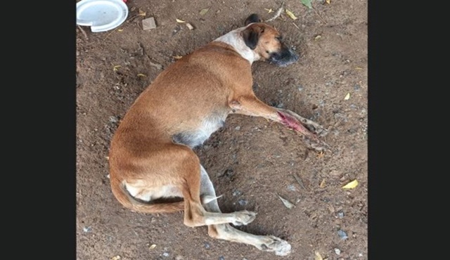 Cadela é envenenada, consegue escapar e depois é morta a facadas na cidade de Patos 