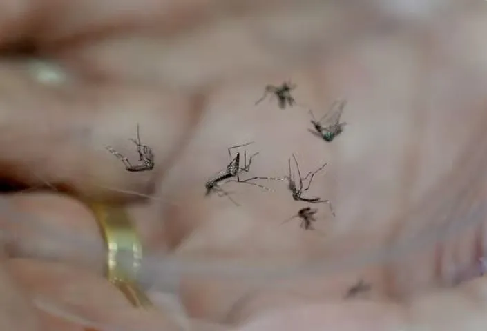 Casos de dengue registram aumento de 100% na Paraíba
