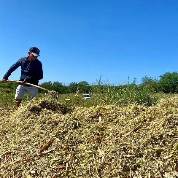 Entrega de boletos do Garantia-Safra 2024/2025 inicia na próxima terça-feira, em Patos