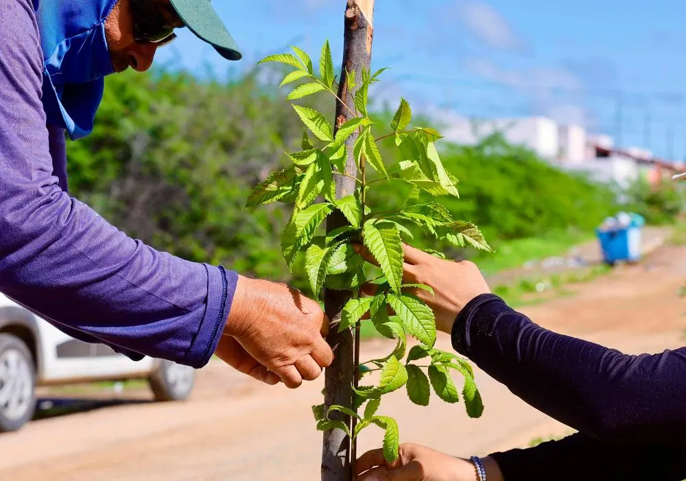 Prefeitura de Patos dá continuidade ao projeto de arborização urbana no bairro dos Estados