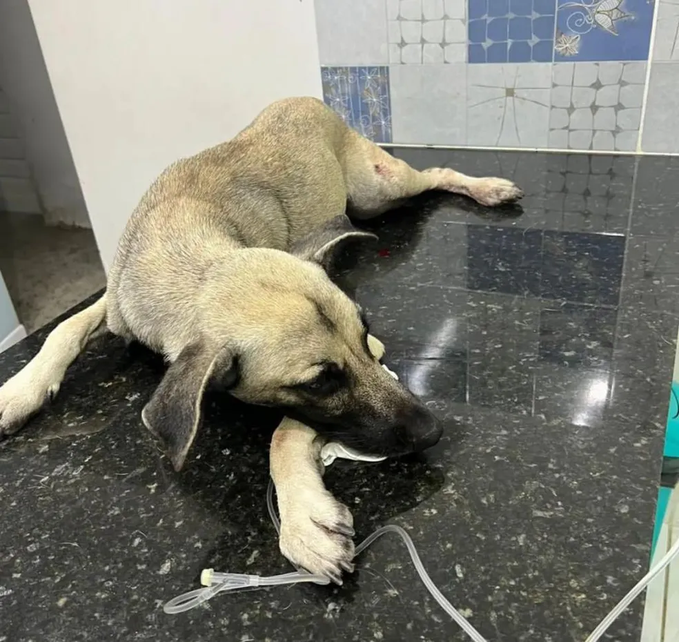 Homem suspeito de atirar em cachorro é preso, na Paraíba