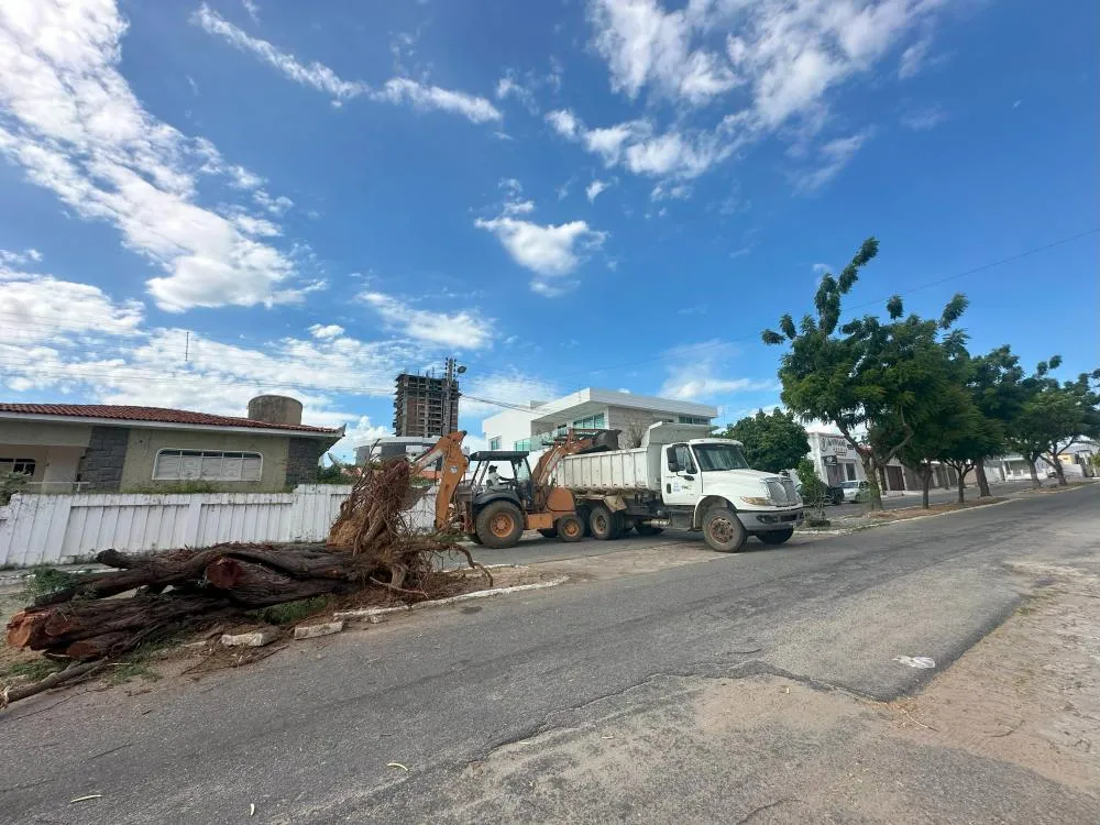 SEMADS intensifica retirada de algarobas em risco e planta novas espécies nativas, no bairro Brasília