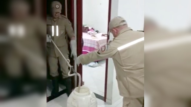 Corpo de Bombeiros captura Cobra Muçurana dentro de residência, no alto sertão da PB