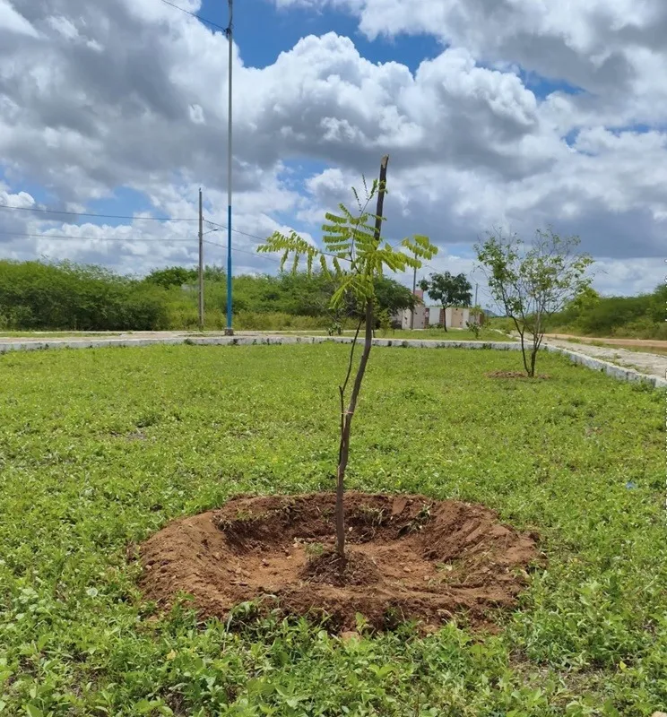 Patos reforça arborização com novo plantio de mudas nativas no bairro dos estados