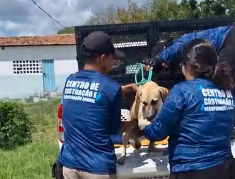 Prefeitura de Patos intensifica castração de cães machos para reduzir ataques e promover bem-estar animal