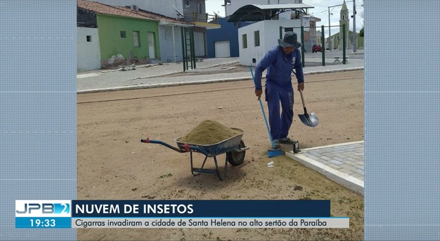 Nuvem de insetos invade cidade de Santa Helena, no Alto Sertão da Paraíba