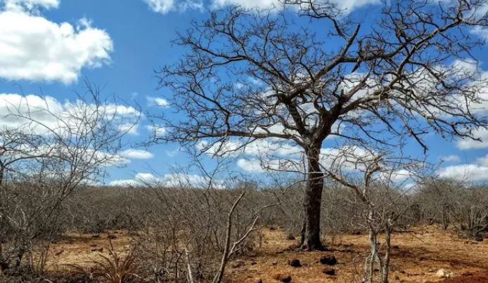 Governo decreta situação de emergência em 140 municípios paraibanos afetados pela estiagem