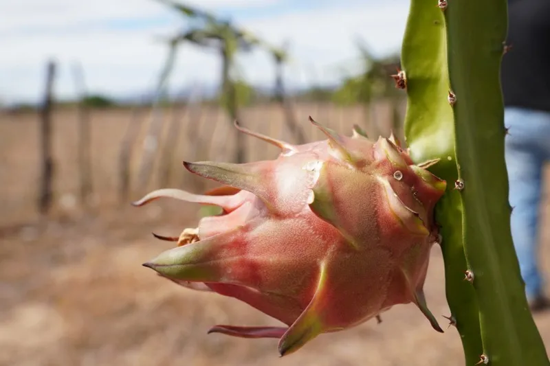Prefeitura de Patos distribui módulos de plantação de pitaya para Comunidades Rurais do município