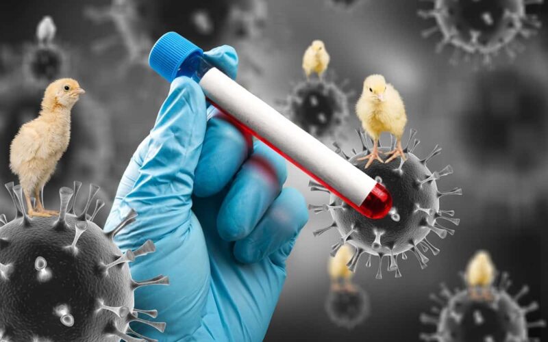 Emergência zoossanitária: Governo do Estado coloca PB em alerta e adota medidas preventivas em relação à gripe aviária
