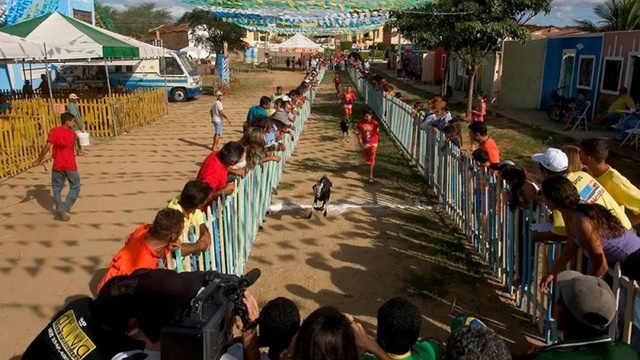 Justiça proíbe competições envolvendo bodes na festa do Bode Rei em Cabaceiras; multa por descumprimento é de até R$ 1 milhão