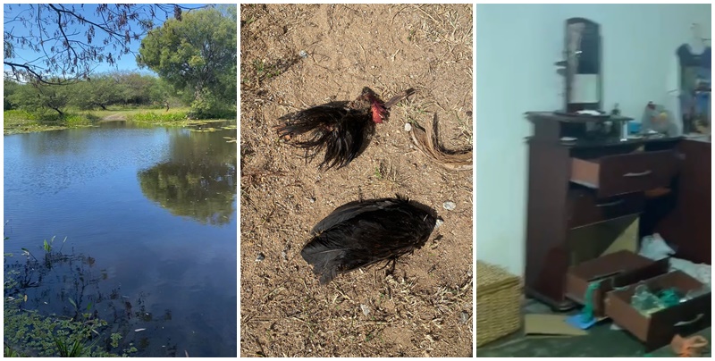 Bando com 8 homens invade fazenda em Patos, mata e rouba animais após fazer trabalhadores reféns