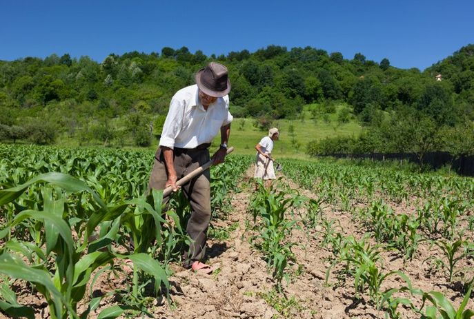Programa de fomento à agricultura familiar é instituído na Paraíba