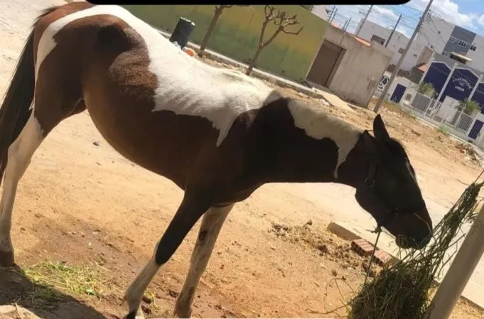 Flagrante: égua é furtada por dupla em motos no São Sebastião, em Patos. Vídeo