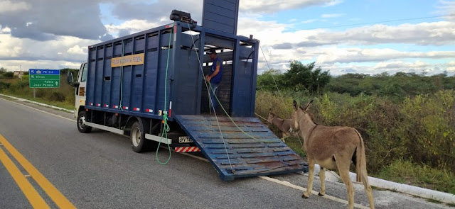 Polícia Rodoviária Federal segue realizando a Operação Pista não é Pasto