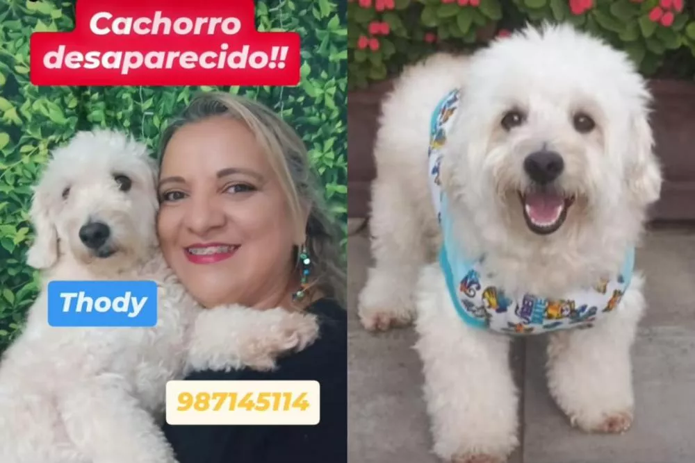 Cachorro de estimação foge de residência e família oferece recompensa em Patos