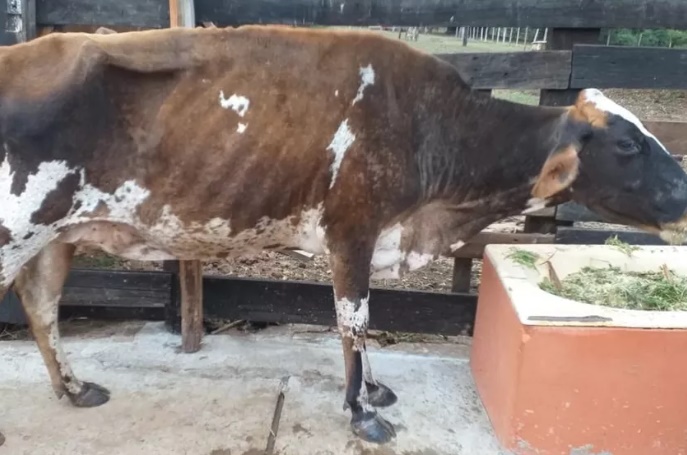 Animais soltos em vias públicas serão leiloados ou abatidos, determina prefeitura