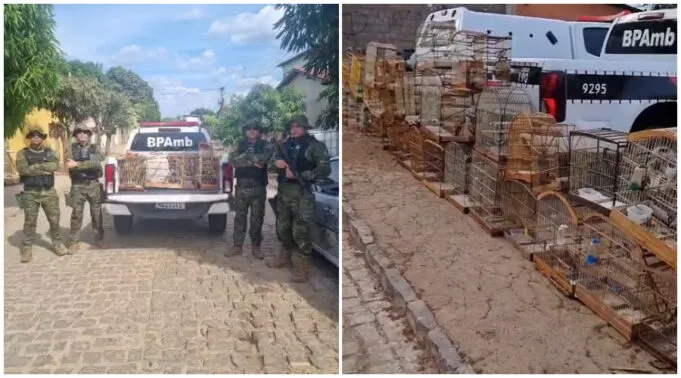 Ação surpresa da Polícia Ambiental, BPMA, desmantela cativeiro e apreende aproximadamente 50 aves em Catolé do Rocha. Vídeo