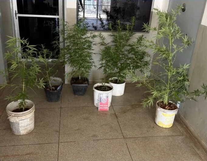 Em Teixeira, Polícia Militar apreende pés de maconha e conduz dois homens a delegacia 