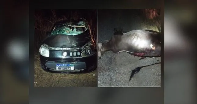 Animal solto causa acidente grave com três feridos na BR-361, em Patos