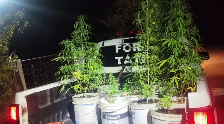 Plantação de maconha é descoberta durante operação policial em João Pessoa