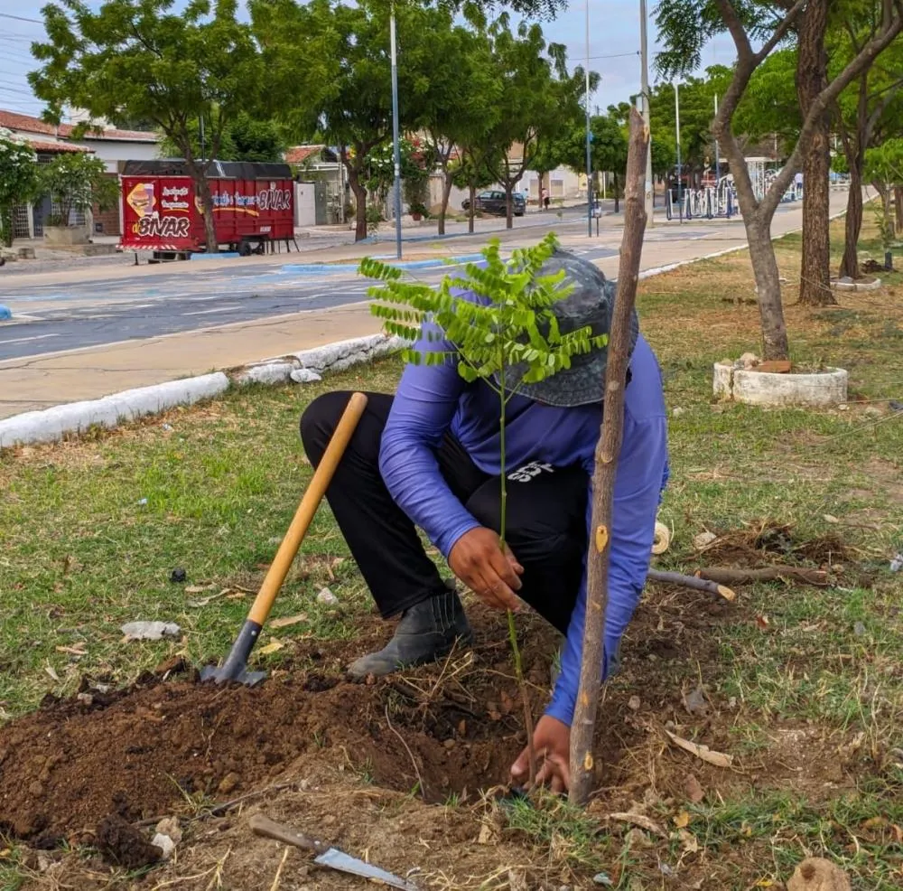 SEMADS intensifica arborização urbana com plantio de mudas em diversos pontos de Patos