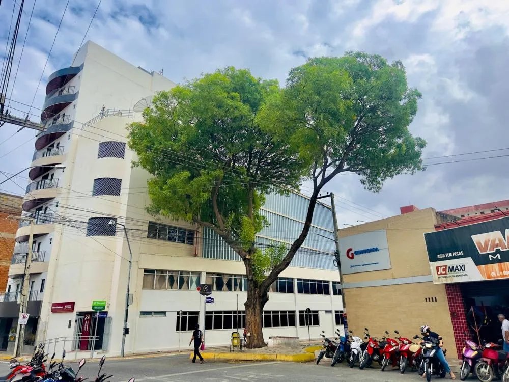 Retirada de craibeira centenária no Centro de Patos visa segurança e terá compensação ambiental