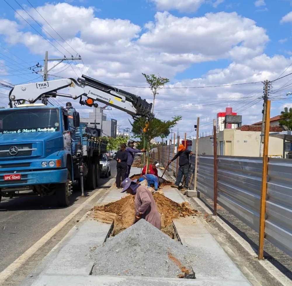 Prefeitura de Patos conclui plantio de 23 árvores no canteiro central da Rua Pedro Firmino