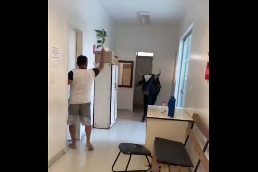 Vídeo: boi invade UBS - unidade de saúde e assusta funcionários