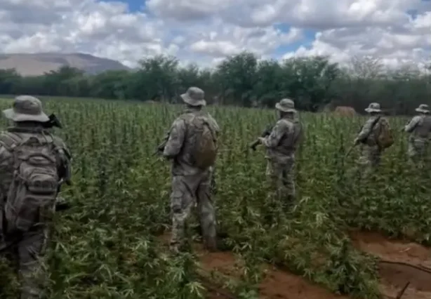 Operação policial destrói 72 mil pés de maconha no Cariri da Paraíba