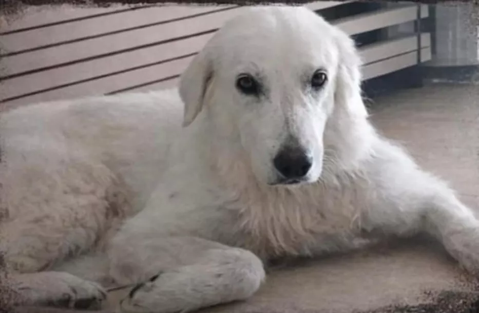 Cadela de estimação é encontrada morta sob ponte em São José de Espinharas e PM alerta para crime de maus-tratos